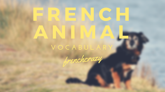 French pet and animal vocabulary